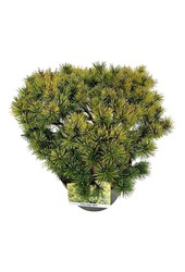Denneboom Pinus mugo Ophir