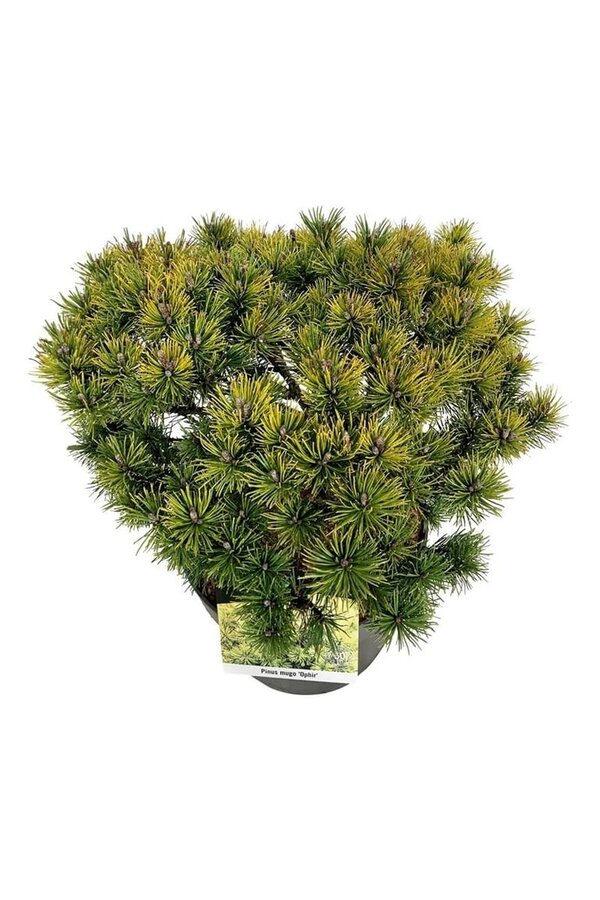 Denneboom Pinus mugo Ophir