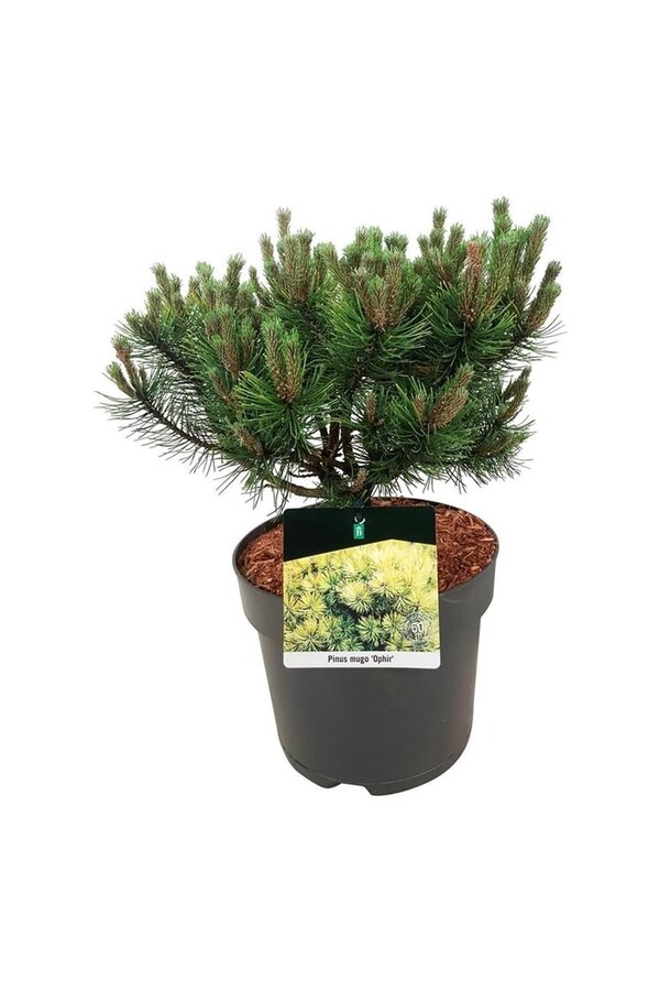 Denneboom Pinus mugo Ophir