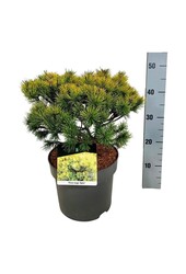 Denneboom Pinus mugo Ophir