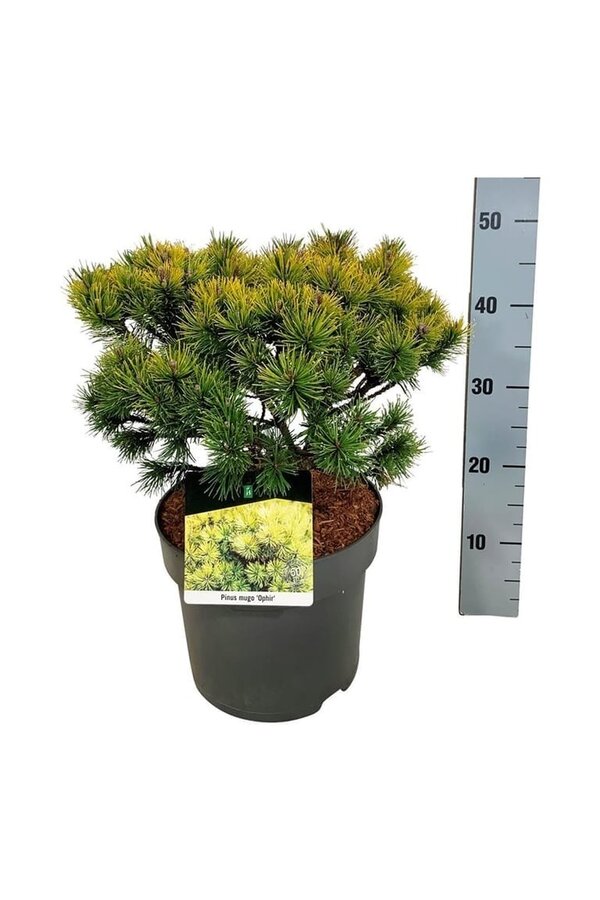 Denneboom Pinus mugo Ophir