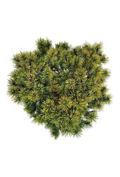 Denneboom Pinus mugo Ophir