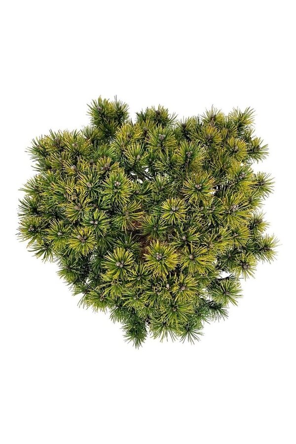 Denneboom Pinus mugo Ophir
