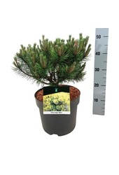 Denneboom Pinus mugo Ophir