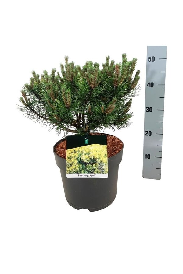 Denneboom Pinus mugo Ophir