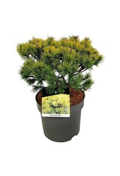 Denneboom Pinus mugo Ophir