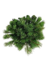 Denneboom Pinus mugo mugo