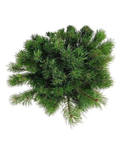Pinus