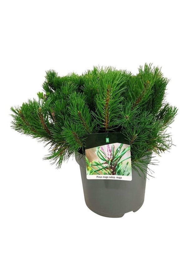 Denneboom Pinus mugo mugo