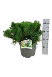 Denneboom Pinus mugo mugo