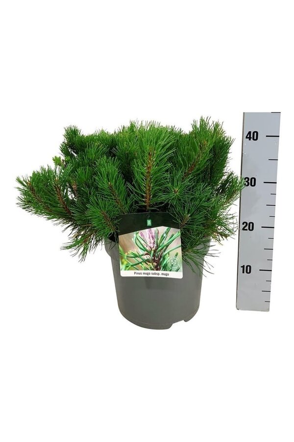 Denneboom Pinus mugo mugo