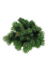 Pin Pinus mugo Limerick