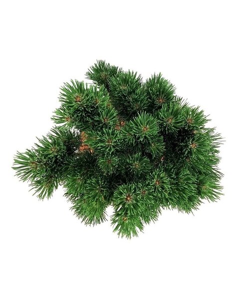 Pinus