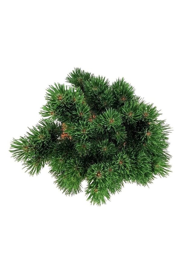 Denneboom Pinus mugo Limerick