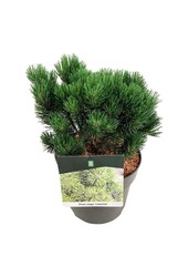Denneboom Pinus mugo Limerick