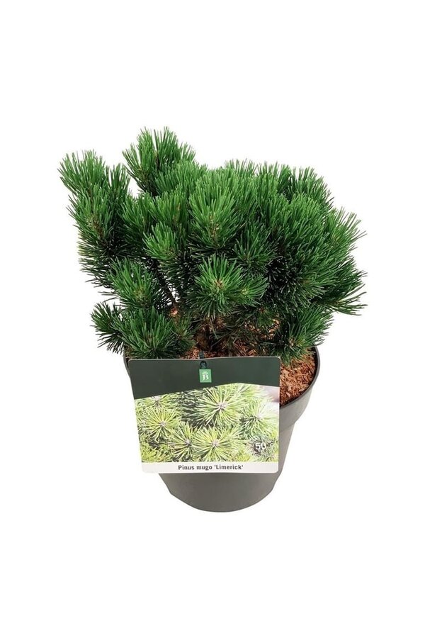 Pin Pinus mugo Limerick