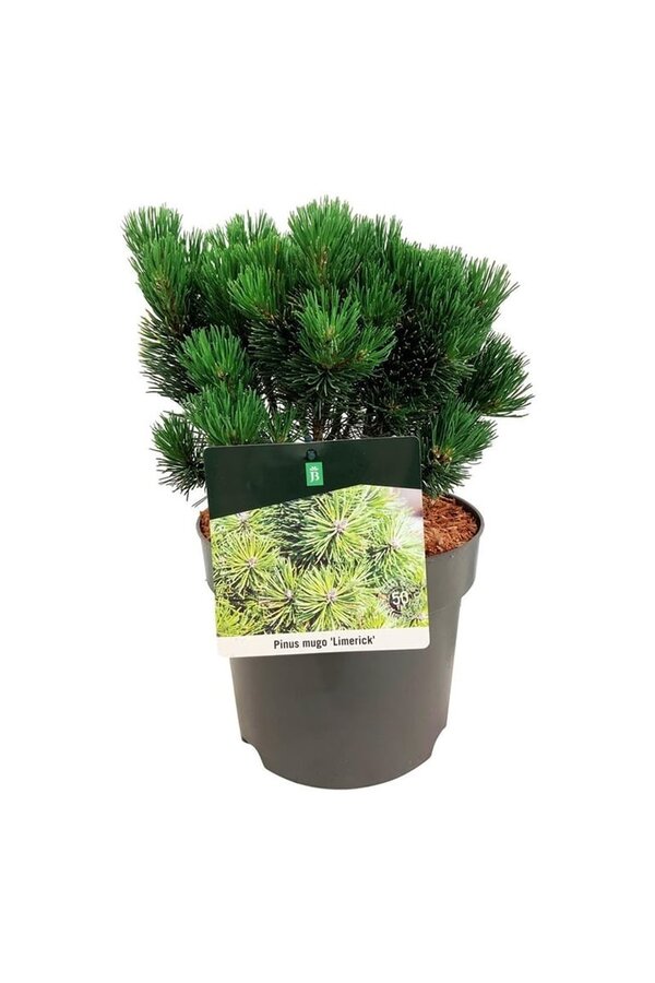 Pin Pinus mugo Limerick