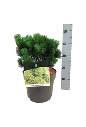 Pin Pinus mugo Limerick