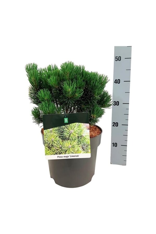 Pin Pinus mugo Limerick