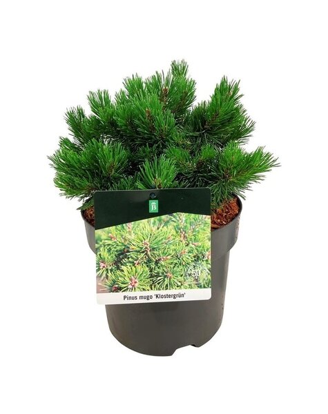 Pinus