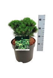 Denneboom Pinus mugo Heideperle