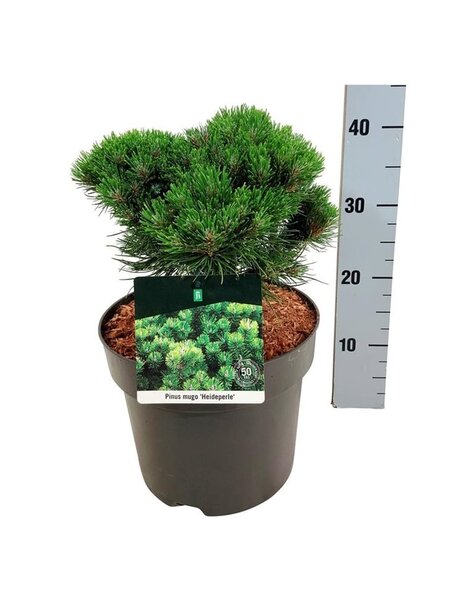 Pinus