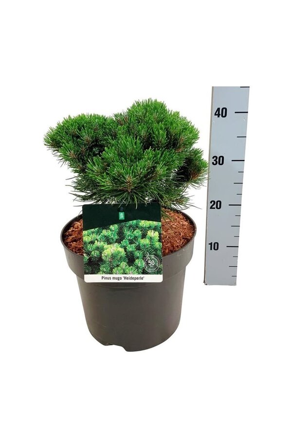 Denneboom Pinus mugo Heideperle