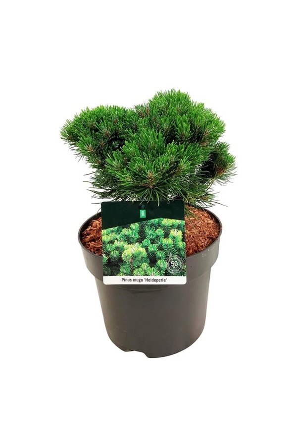 Denneboom Pinus mugo Heideperle