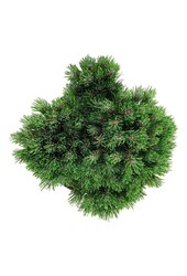 Denneboom Pinus mugo Heideperle