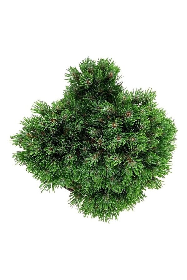Denneboom Pinus mugo Heideperle