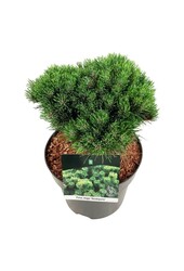Denneboom Pinus mugo Heideperle