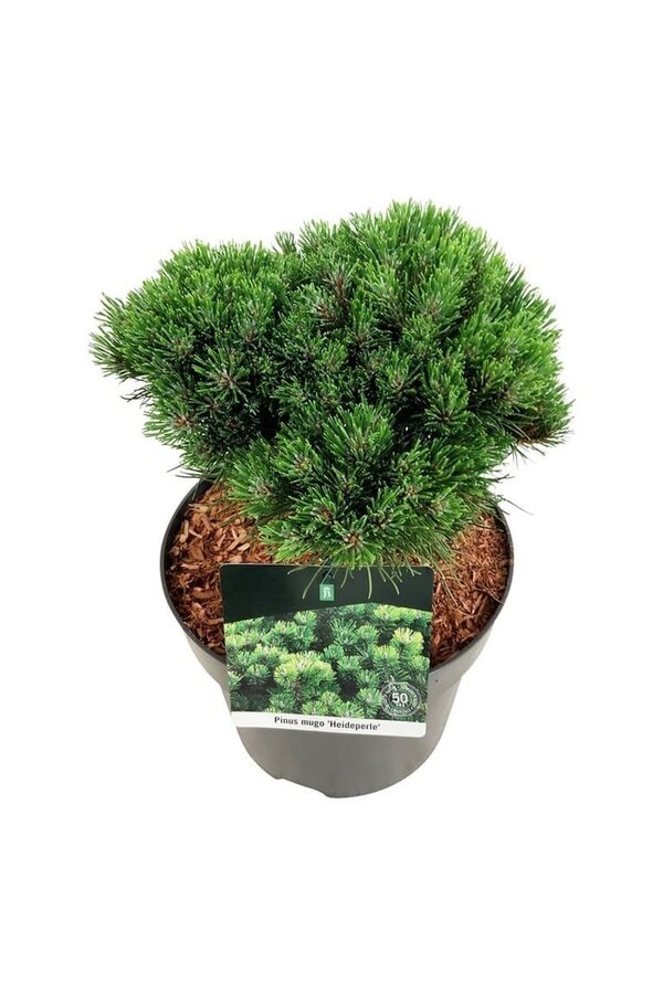 Denneboom Pinus mugo Heideperle