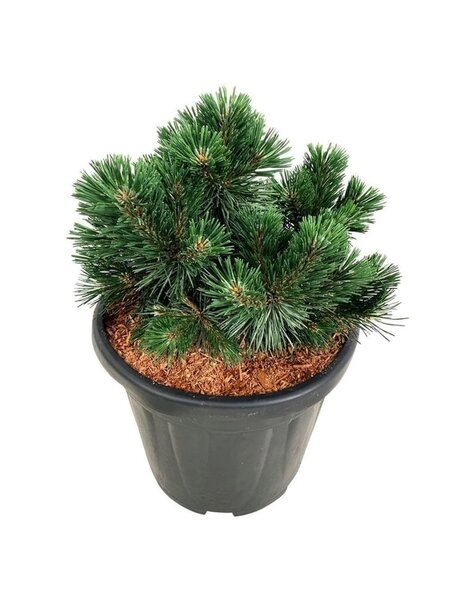 Pinus