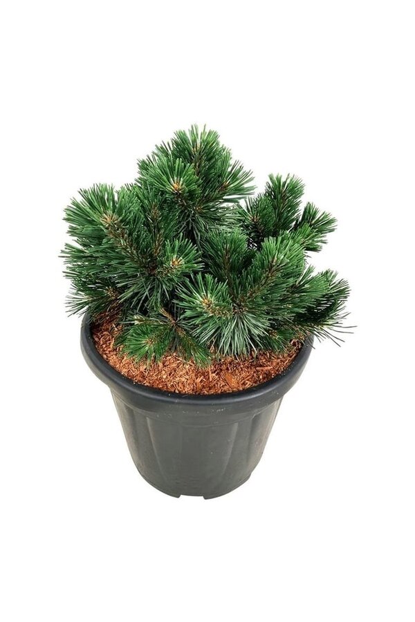 Denneboom Pinus mugo Green Pearl