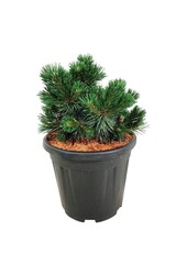 Denneboom Pinus mugo Green Pearl