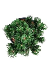 Denneboom Pinus mugo Green Pearl