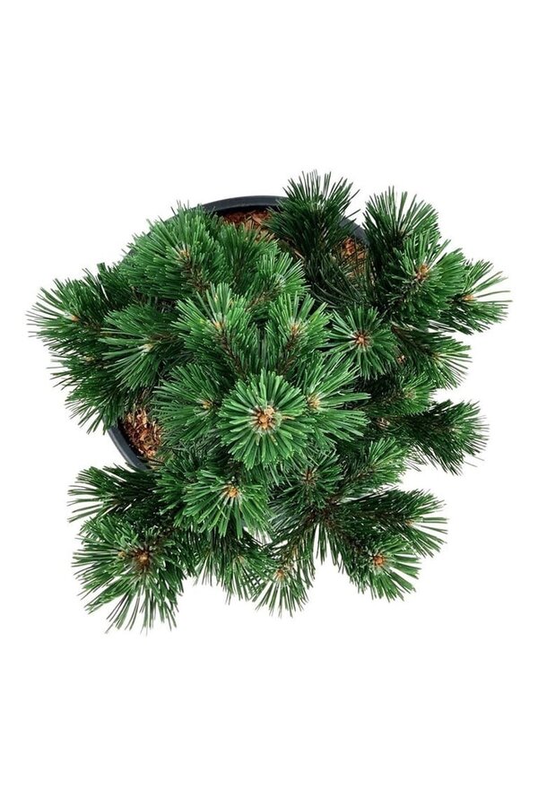 Denneboom Pinus mugo Green Pearl