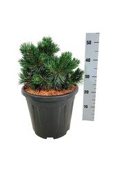 Denneboom Pinus mugo Green Pearl