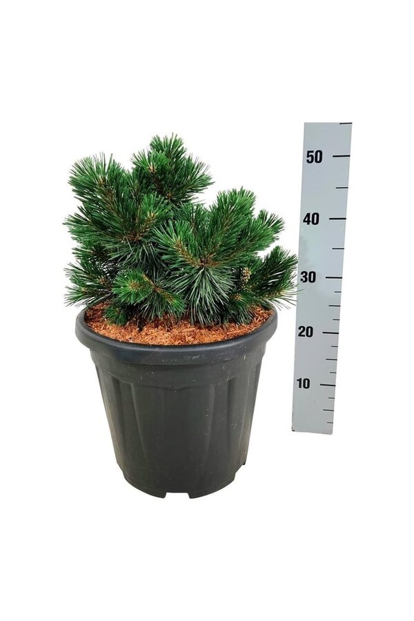 Denneboom Pinus mugo Green Pearl