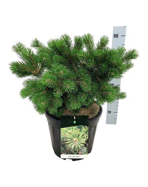 Pinus
