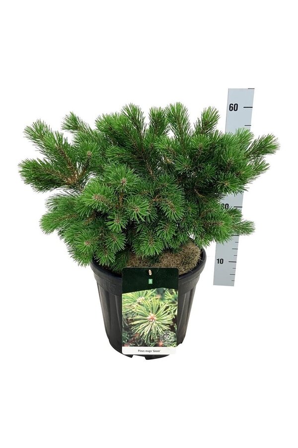 Denneboom Pinus mugo Gnom