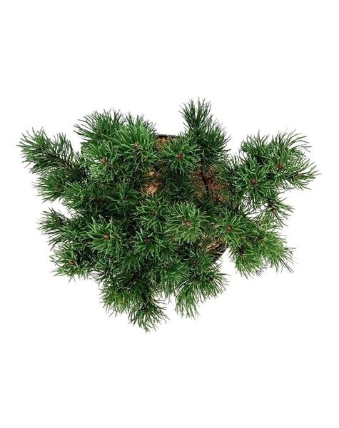 Pinus