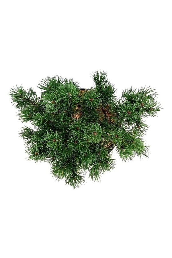 Denneboom Pinus mugo Carstens Wintergold