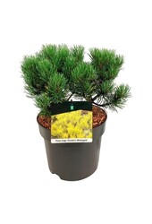 Denneboom Pinus mugo Carstens Wintergold