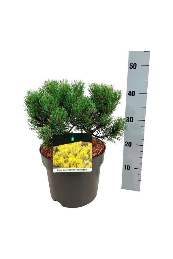 Denneboom Pinus mugo Carstens Wintergold