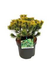 Denneboom Pinus mugo Carstens Wintergold