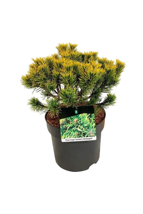 Denneboom Pinus mugo Carstens Wintergold