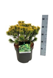 Denneboom Pinus mugo Carstens Wintergold