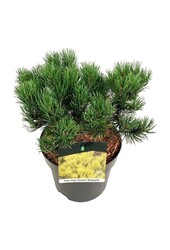 Denneboom Pinus mugo Carstens Wintergold