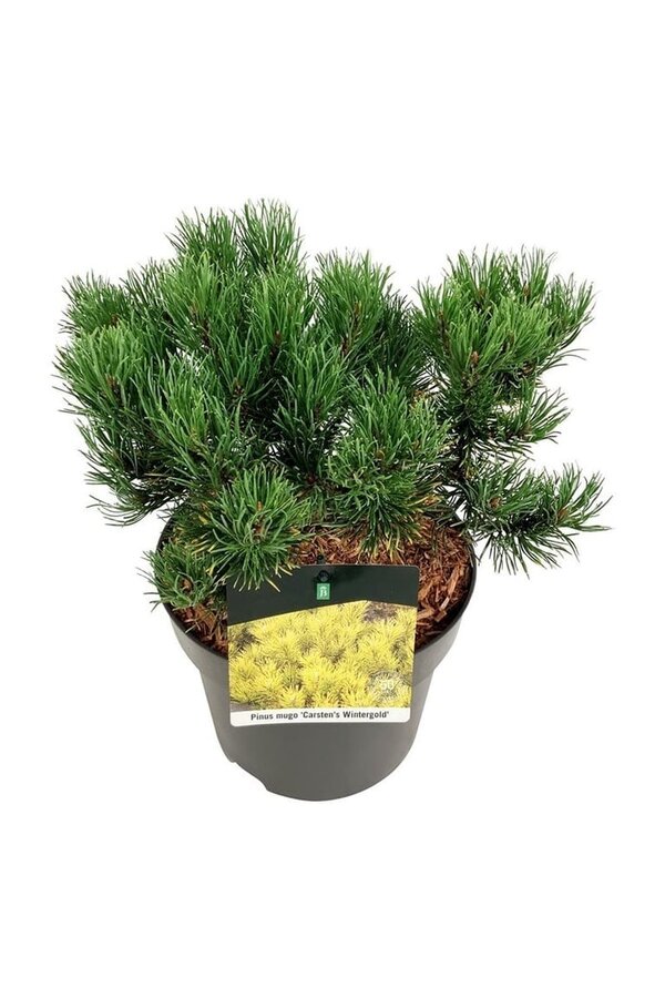 Denneboom Pinus mugo Carstens Wintergold